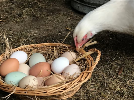 Free range eggs